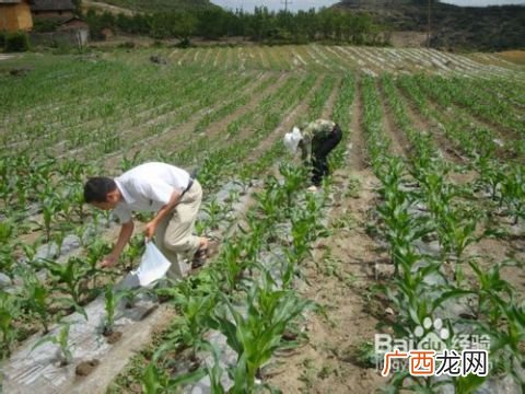 畦怎么读,田字加圭字读什么？