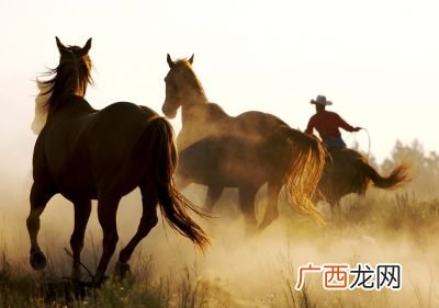形容骏马的词语有哪些,赞美骏马的词？