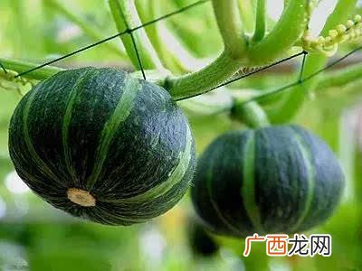 贝贝瓜怎么挑,贝贝南瓜藤蔓长多长？