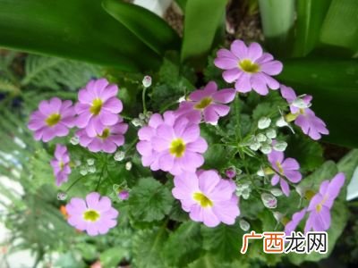 樱草花怎么养殖,生活中发现的植物？