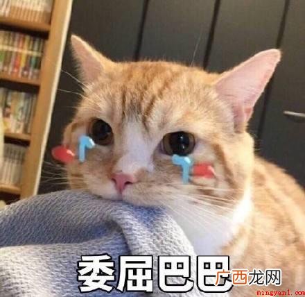 一般指玻璃心 blx是什么意思