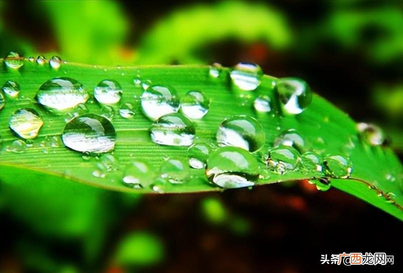 古人所说的甘露到底是什么东西 甘露是什么意思