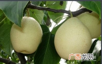 梨子的种类有哪些,冬天梨的品种？