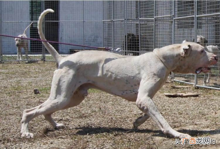 实力派的世界级猛犬 世界上最厉害的狗王是什么狗