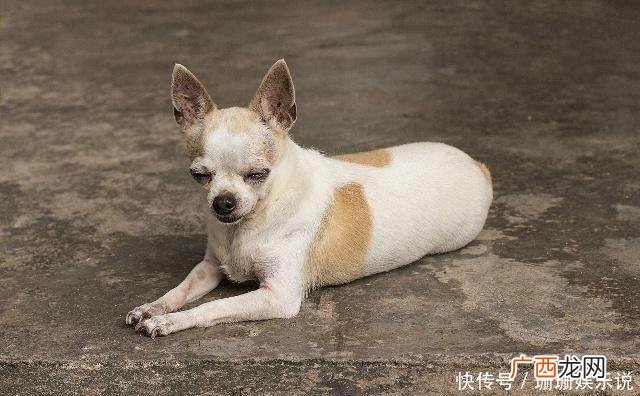 哪种狗适合看家护院,高加索和中亚哪个更适合看家护院？