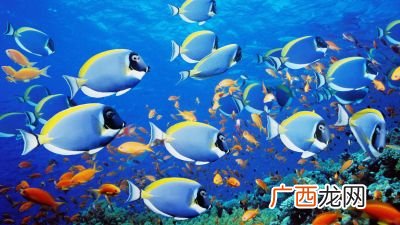 鱼的复数形式是什么,为什么fish的复数是fish？