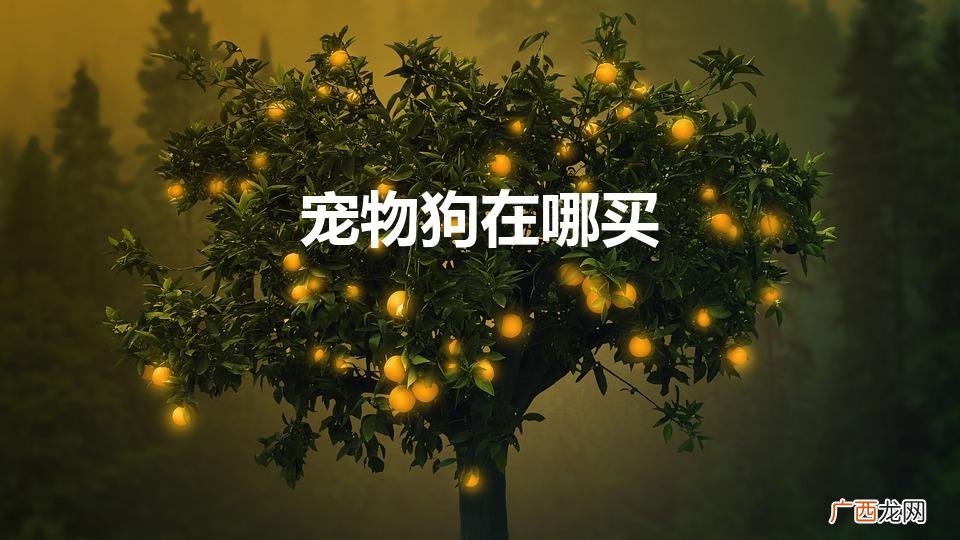 宠物狗在哪买(养殖肉狗100只年利润)