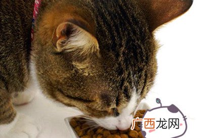猫吃什么,猫能吃哪些水果？它喜欢吃什么？