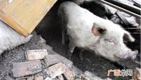 猪的寿命多长,猪的最长寿命有多长？