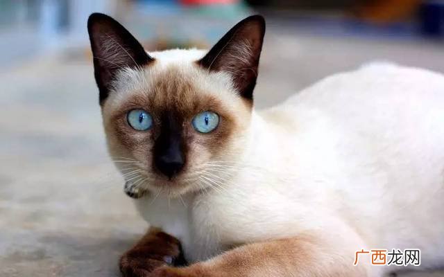 什么罗猫暹罗猫,dimoo 暹罗猫是大体吗？
