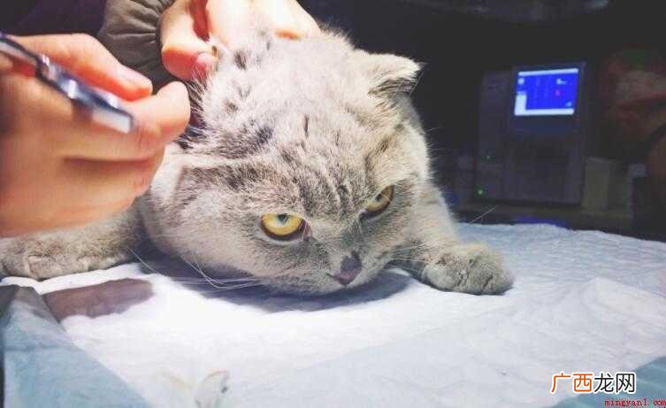 猫疫苗第三针可以推迟多久打