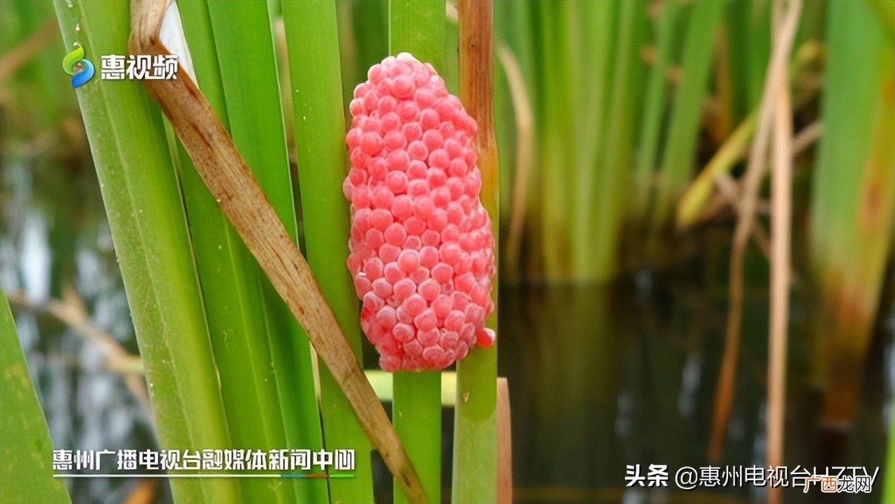 福寿螺的卵能吃吗 福寿螺的卵有毒吗