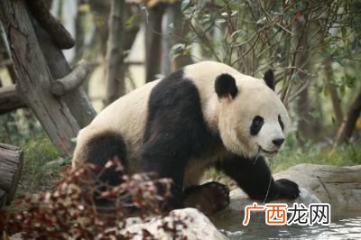 大熊猫基地在成都哪个区,大熊猫生活在什么地方？