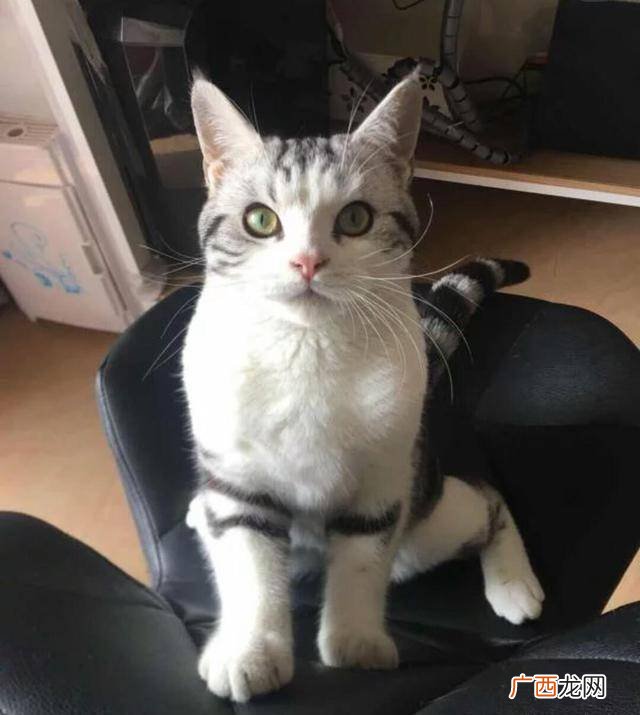 猫发情会乱尿吗,公猫发情乱尿怎么办？