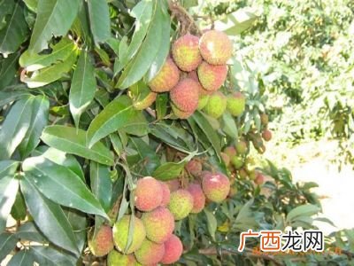 荔枝的叶子是什么样子,荔枝刚长出的叶子是什么样子？
