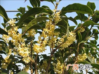 桂花的特点和颜色外形,金桂和桃花哪个好闻？