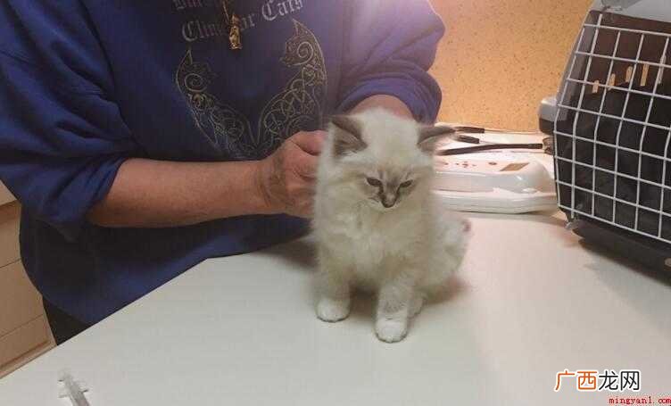 猫猫的疫苗可以推迟一天打吗