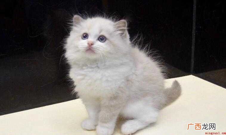 猫癣是否能打疫苗 猫癣能打疫苗吗