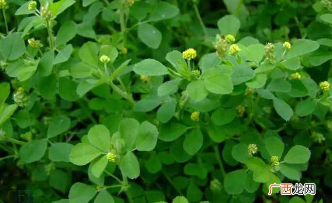 苜蓿:一种生长广泛的重要的欧洲豆科牧草植物 苜蓿读音是什么