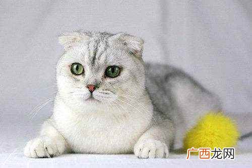 折耳猫的寿命一般在10~16年左右 折耳猫寿命一般多少年