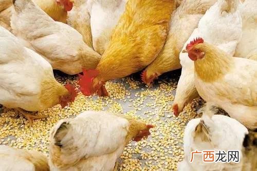 产蛋鸡饲料配方标准,105天京粉蛋鸡饲料配方？