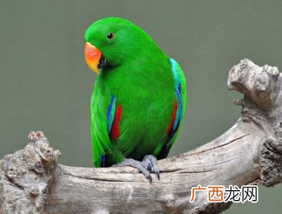 会说话鹦鹉品种介绍,哪种鹦鹉最会说话，分析9类的鹦鹉说话能力？