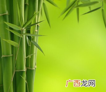 竹子的寓意是什么,送竹子有什么寓意啊？