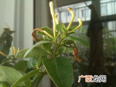 含苞什么什么成语,含苞绽放意思？