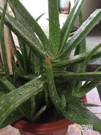 芦荟可以直接吃吗,盆栽芦荟的叶子可以吃吗？
