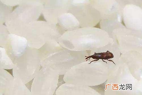 米生虫子还能吃吗,米里面有米虫,一大半的米都发白,这样的米能吃吗?