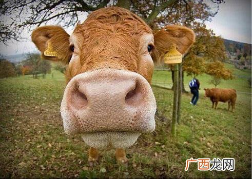 扯犊子是什么意思？东北话的俗语扯犊子是什么梗