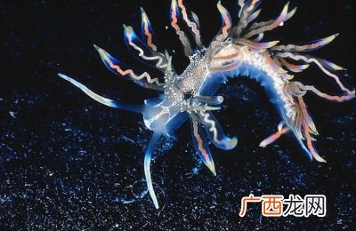 海蛞蝓的特点,太空蠕虫是什么？
