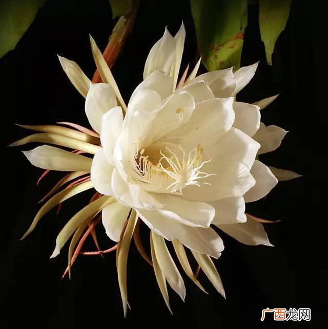 昙花一现是什么意思,昙花一现的现什么意思？