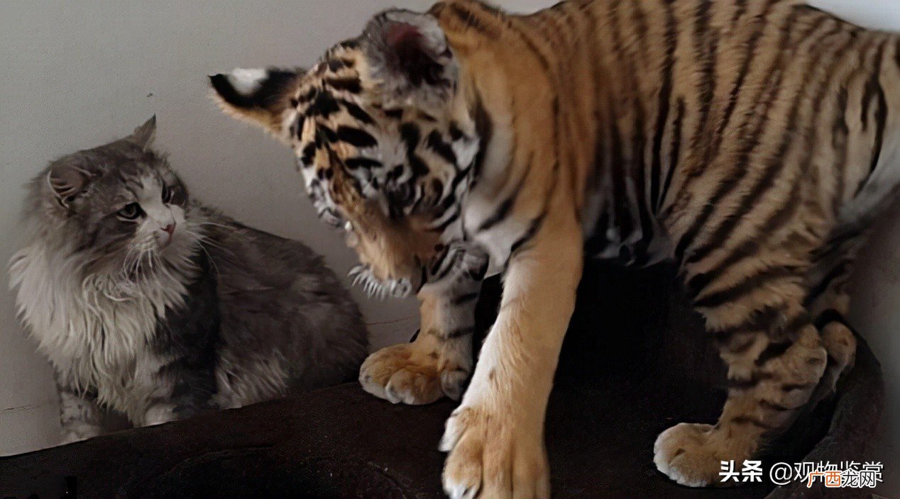 猫和老虎会不会是同一个祖先 老虎为什么不伤害猫