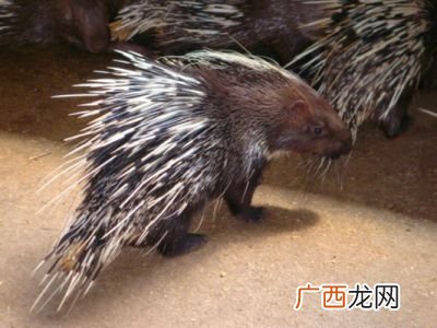 豪猪是什么动物,箭猪是国家保护动物？