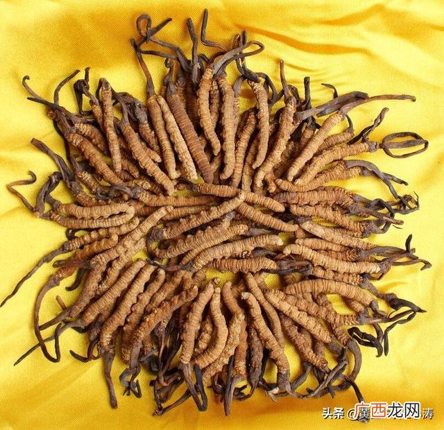 冬虫夏草能养殖吗,虫草种植前景如何？