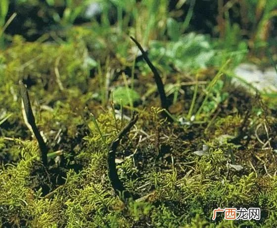 冬虫夏草能养殖吗,虫草种植前景如何？