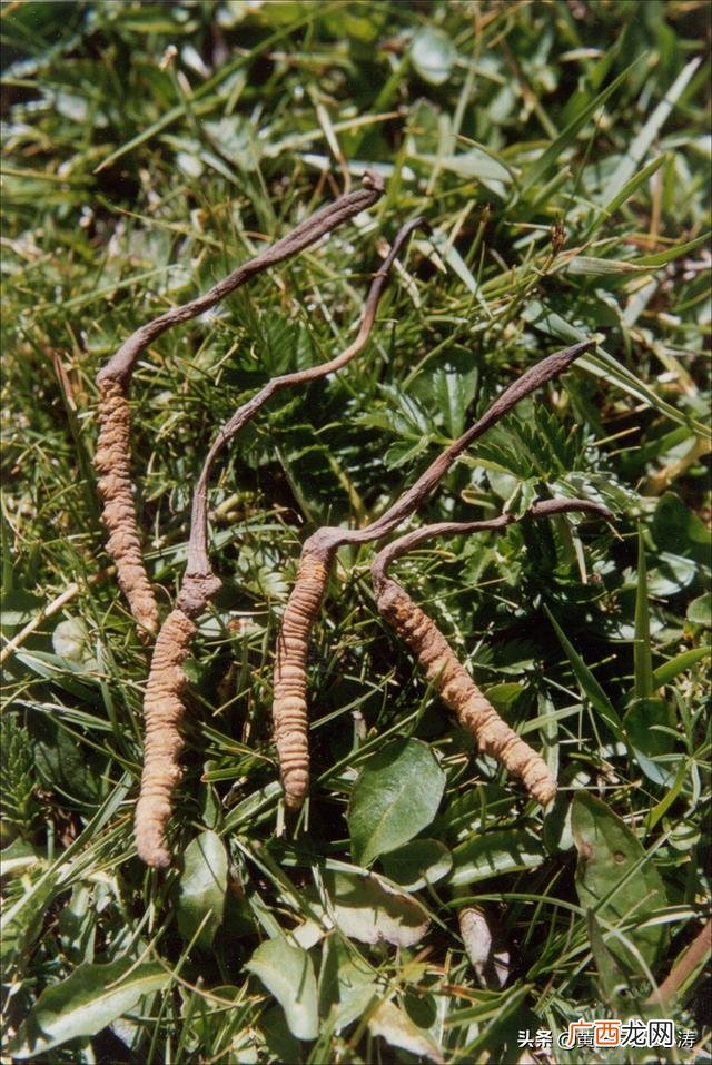 冬虫夏草能养殖吗,虫草种植前景如何？