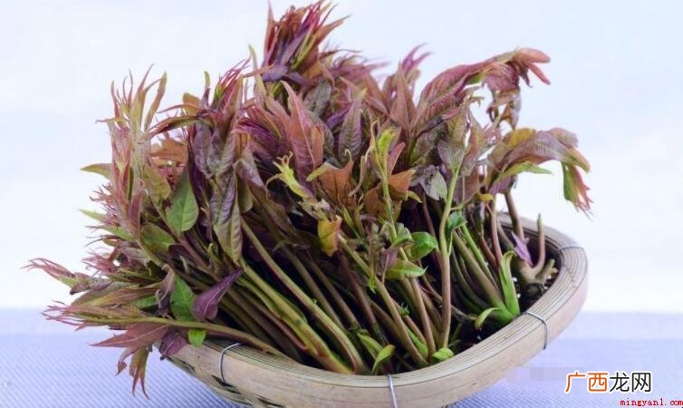 香椿芽的营养价值是什么