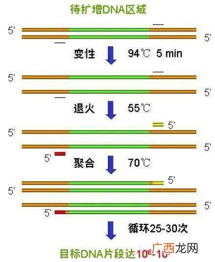 PCR基因扩增原理,pcr技术的原理和步骤？