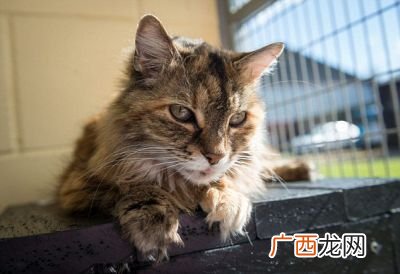 猫多少天生小猫,猫孕期多久生小猫？