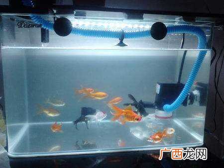 往鱼缸里放盐能起到什么作用,为什么新买的鱼缸要加盐？