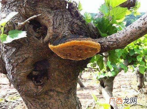 怎么种植桑黄,桑黄前期栽培技术？