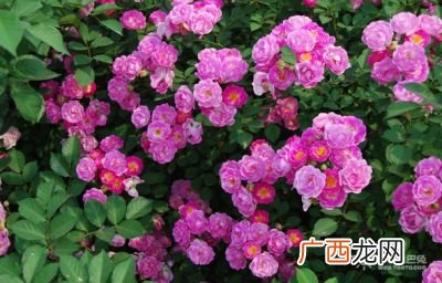 蔷薇花生长在哪里,蔷薇花长在树上还是藤上？