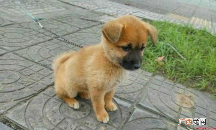 土狗打什么疫苗