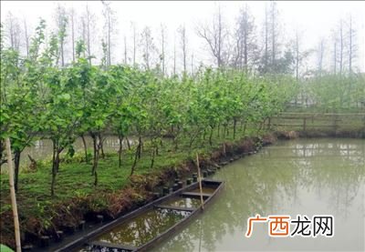 桑基鱼塘的生态意义,生物群落水平结构的意义是什么？