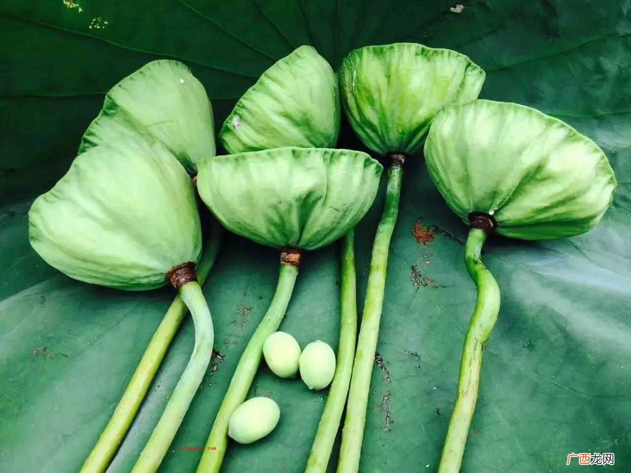 莲蓬怎么吃？