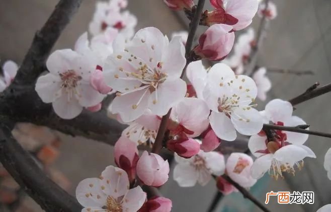 杏花什么时间开,红杏是什么时候开的？