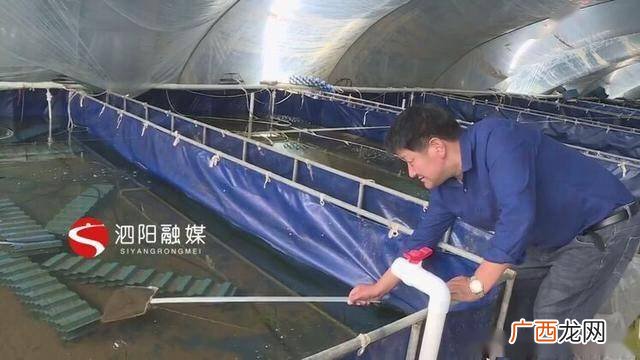 澳龙是淡水还是海水养,澳龙怎么养才不会死?