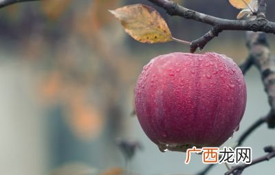 红彤彤的苹果像什么,红红的苹果好像什么似的挂在枝头上？
